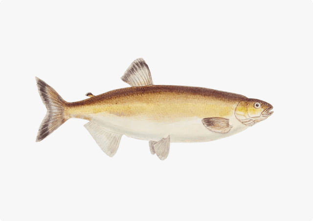 Fresh Kingfish (Hamoor Slice)